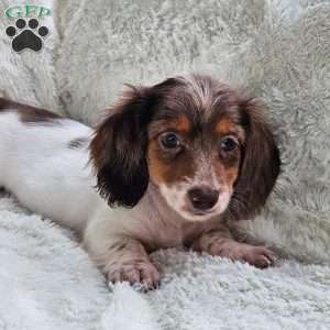 Betty, Dachshund Puppy